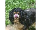 Adopt Mylo a Tricolor (Tan/Brown & Black & White) Cavalier King Charles Spaniel