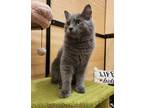Adopt Shadow a Gray or Blue Russian Blue (medium coat) cat in Escondido