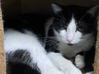 Adopt DOMINO a Black & White or Tuxedo Domestic Shorthair (short coat) cat in