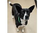 Adopt Mandy a Black Golden Retriever / American Pit Bull Terrier / Mixed (short