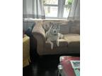 Adopt Sasha a White - with Gray or Silver Husky / Mixed dog in Kettering