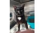 Adopt Frederick a All Black Domestic Shorthair / Mixed Breed (Medium) / Mixed