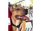 Adopt Ameena a Tan/Yellow/Fawn American Pit Bull Terrier / Mixed Breed (Medium)