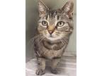 Adopt Peach Fuzz a Brown Tabby Domestic Shorthair / Mixed Breed (Medium) / Mixed