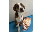 Adopt Homer a St. Bernard / Husky / Mixed dog in Vancouver, BC (41524856)