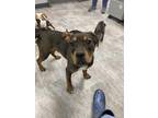 Adopt Chloe a Brown/Chocolate Mixed Breed (Small) / Mixed Breed (Medium) / Mixed