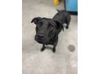 Adopt Runt a Black Mixed Breed (Small) / Mixed Breed (Medium) / Mixed (short