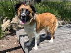 Adopt Janice a Tricolor (Tan/Brown & Black & White) Australian Shepherd / Mixed