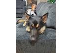 Adopt Rogue a Black - with Tan, Yellow or Fawn German Shepherd Dog / Alaskan