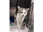 Adopt Lynx a Brown Tabby Domestic Shorthair / Mixed Breed (Medium) / Mixed