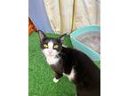 Adopt Camber a Black & White or Tuxedo Domestic Shorthair (medium coat) cat in