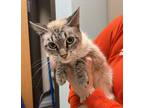 Adopt Princess a Domestic Shorthair / Mixed cat in Sioux City, IA (41524634)