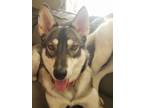 Adopt Mia a Black - with Brown, Red, Golden, Orange or Chestnut Husky / German