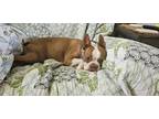 Adopt finley a White - with Brown or Chocolate Boston Terrier / Mixed dog in