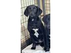 Adopt Fisher a Black - with White Labrador Retriever / Hound (Unknown Type) /