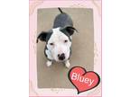 Adopt Bluey a Gray/Silver/Salt & Pepper - with White Staffordshire Bull Terrier