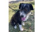 Adopt RUFFO a Black - with White Border Collie / Parson Russell Terrier / Mixed