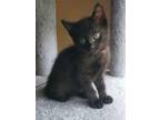Adopt Peppermint a All Black Domestic Shorthair (short coat) cat in Huntsville
