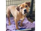Adopt Bon Jovi a Red/Golden/Orange/Chestnut - with White Pit Bull Terrier /