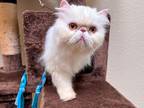 Adopt Coco a White Himalayan (long coat) cat in Mission Viejo, CA (41524638)