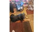 Adopt meek a Black - with Tan, Yellow or Fawn German Shepherd Dog / Mixed dog in