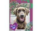 Adopt Sasha a Brown/Chocolate Labrador Retriever / Mixed dog in Bowie