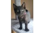 Adopt Taffy a All Black Domestic Shorthair (short coat) cat in Huntsville