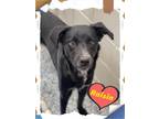Adopt Raisin a Black Labrador Retriever / Mixed dog in Bowie, TX (41524588)