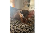 Adopt Brooks a Red/Golden/Orange/Chestnut Miniature Pinscher / Mixed dog in