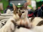 Adopt Sparrow a Tiger Striped Domestic Shorthair (medium coat) cat in Browns