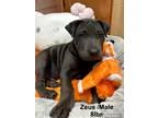 Adopt Zeus a Black Shar Pei / Mixed dog in Harrison, NY (41524411)