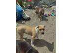 Adopt Rollie a Tan/Yellow/Fawn - with White American Pit Bull Terrier / Mixed