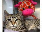 Adopt Oriole- Foster or Adopt a Brown Tabby Domestic Shorthair (short coat) cat