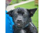 Adopt Mags a Black - with White Corgi / Papillon / Mixed dog in Huntley