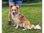 Adopt Fred a Tan/Yellow/Fawn - with White Australian Cattle Dog / Mixed dog in