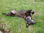 Adopt Pepperoni a Black - with White Mixed Breed (Medium) / Mutt / Mixed dog in