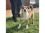 Adopt Rowan a Tan/Yellow/Fawn - with White German Shepherd Dog / Pit Bull