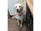 Adopt Lucy Lu a White Great Pyrenees / Labrador Retriever / Mixed dog in Tulsa