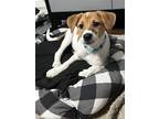 Adopt Tyrion Henson a White - with Tan, Yellow or Fawn Australian Shepherd /