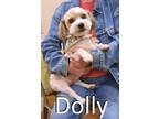 Adopt Dolly a White - with Tan, Yellow or Fawn Toy Poodle / Terrier (Unknown