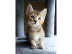 Adopt Honey a Tortoiseshell Domestic Shorthair (short coat) cat in Huntsville