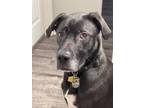 Adopt Titan a Black - with White Mutt / Mixed dog in Cabot, AR (41524361)