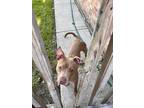 Adopt Bear a Tan/Yellow/Fawn Terrier (Unknown Type, Medium) / American Pit Bull
