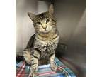 Adopt Bob a Brown Tabby Domestic Shorthair (short coat) cat in Stillwater