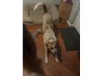 Adopt Ruby a White - with Tan, Yellow or Fawn Australian Cattle Dog / St.