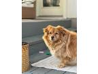 Adopt Cooper a Red/Golden/Orange/Chestnut Pekingese / Poodle (Miniature) / Mixed