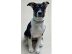 Adopt Molly a Black Terrier (Unknown Type, Medium) / German Shepherd Dog / Mixed