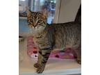 Adopt Kida a Brown Tabby Domestic Shorthair / Mixed Breed (Medium) / Mixed