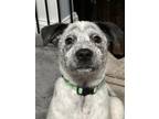 Adopt Snow Henson a White - with Black Australian Shepherd / Mixed Breed