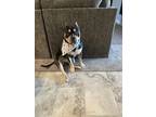 Adopt Triton a Black - with Tan, Yellow or Fawn American Pit Bull Terrier /